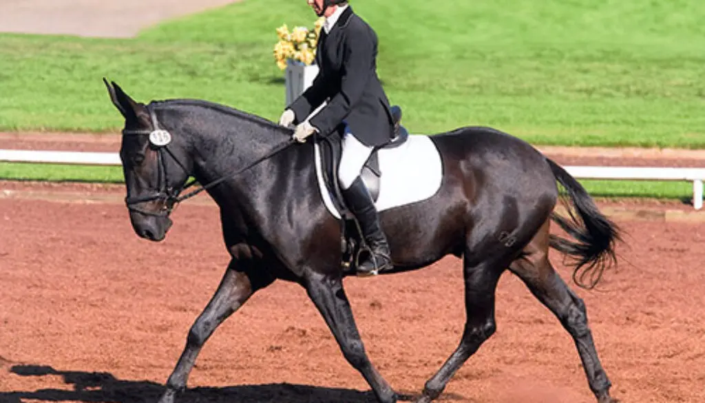 conditioning exercises for dressage horses Conditioning Exercises for Dressage Horses