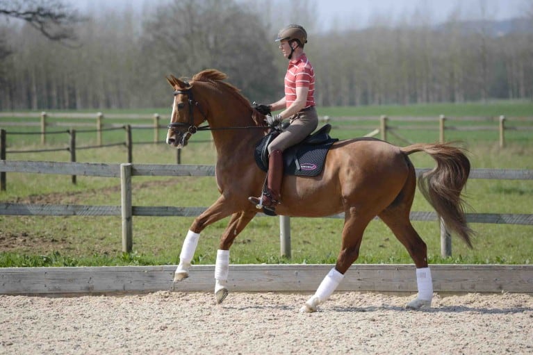 conditioning exercises for dressage horses Conditioning Exercises for Dressage Horses