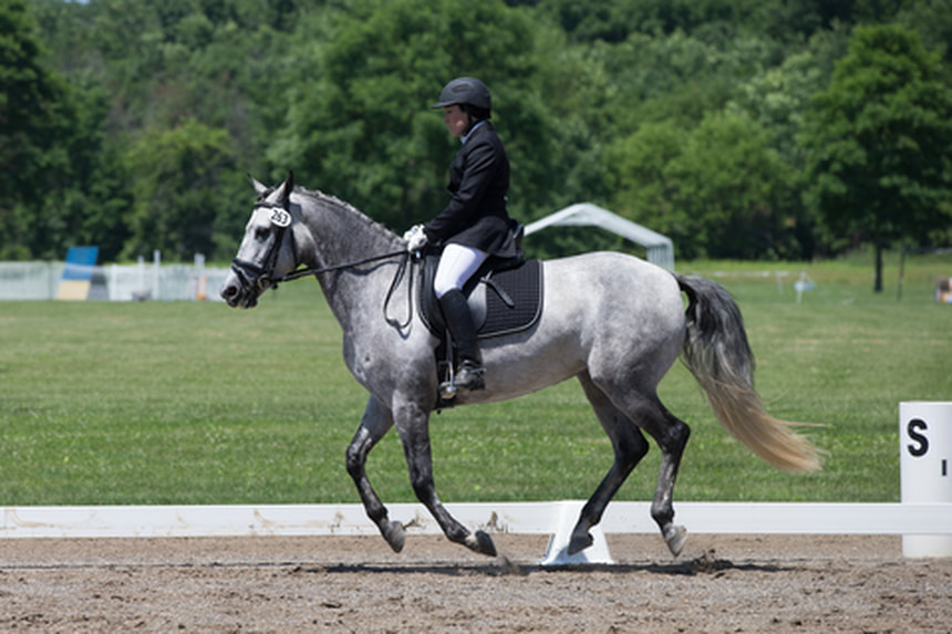 Groundwork for Dressage Horses