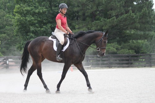 pole work for dressage training Pole Work for Dressage Training