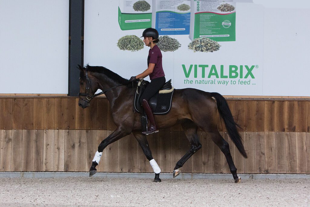 stretching exercises for dressage horses Stretching Exercises for Dressage Horses