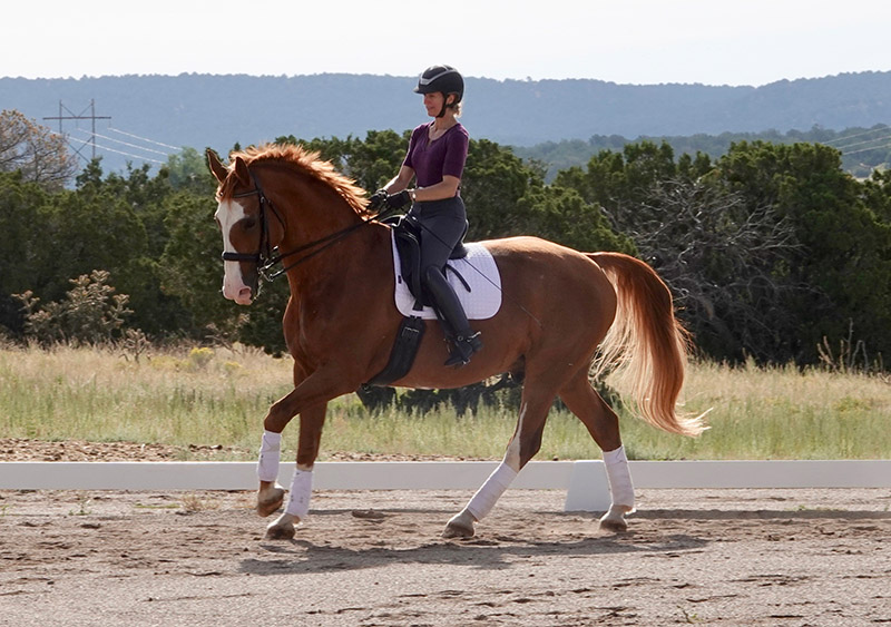What Judges Look for in Dressage