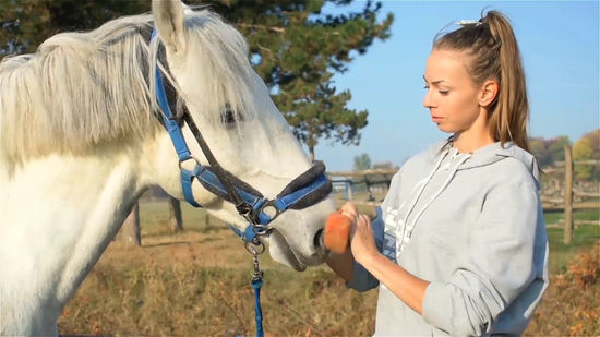 common horse grooming errors Common Horse Grooming Errors and Fixes