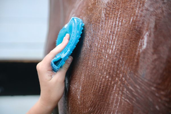 common horse grooming errors Common Horse Grooming Errors and Fixes