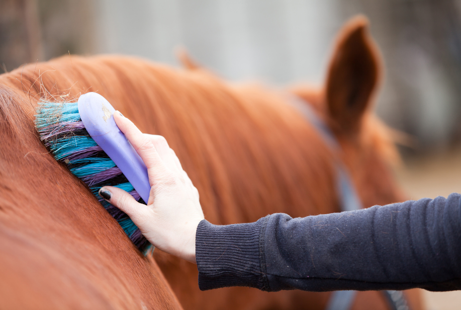 Horse Grooming After Competition: Recovery Care