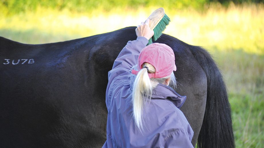 horse grooming after competition Horse Grooming After Competition: Recovery Care