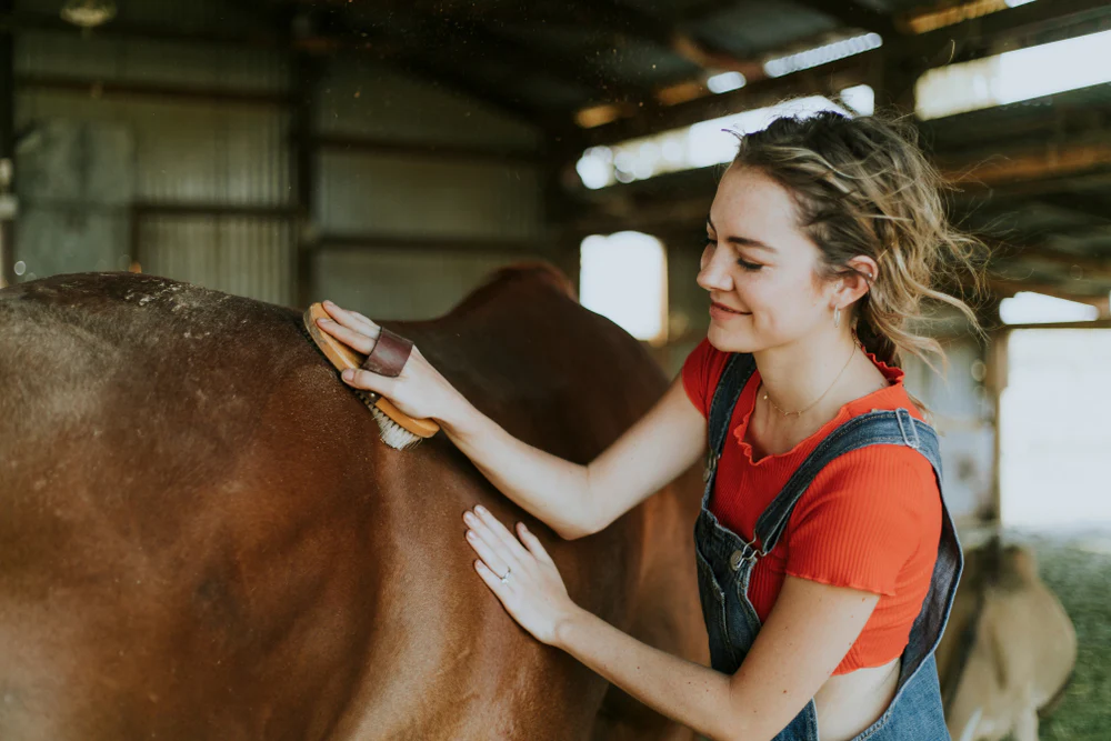 Horse Grooming at Stable: Professional Tips