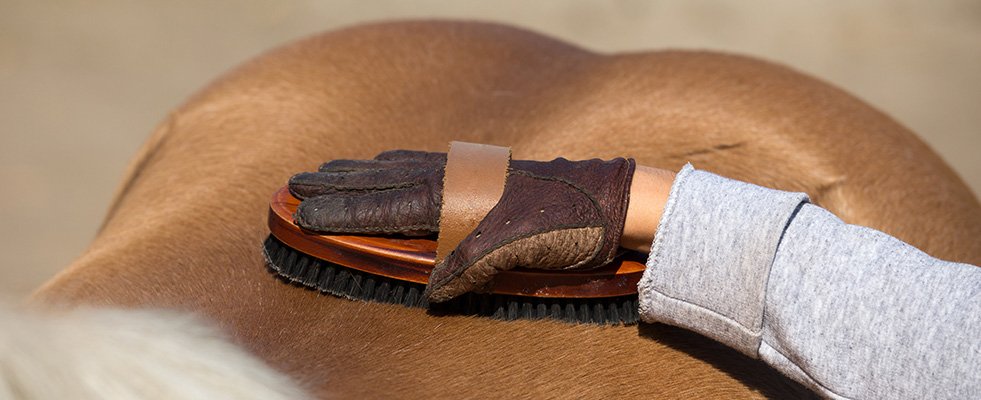 Horse Grooming Basics Every Owner Should Know