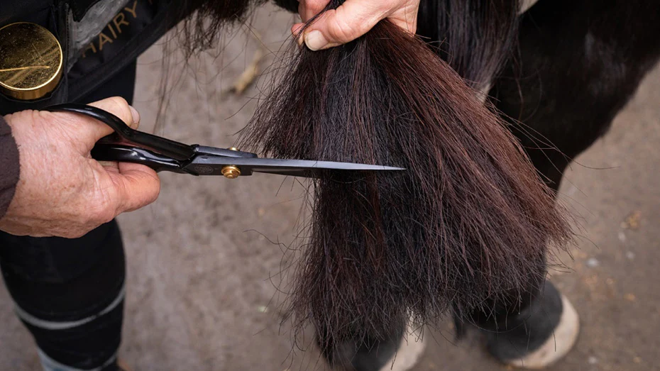 horse grooming bridle path trimming Horse Grooming Bridle Path Trimming Guide
