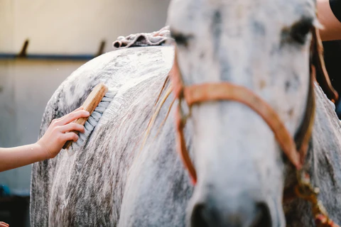 horse grooming for horse shows Horse Grooming for Horse Shows: Expert Tips