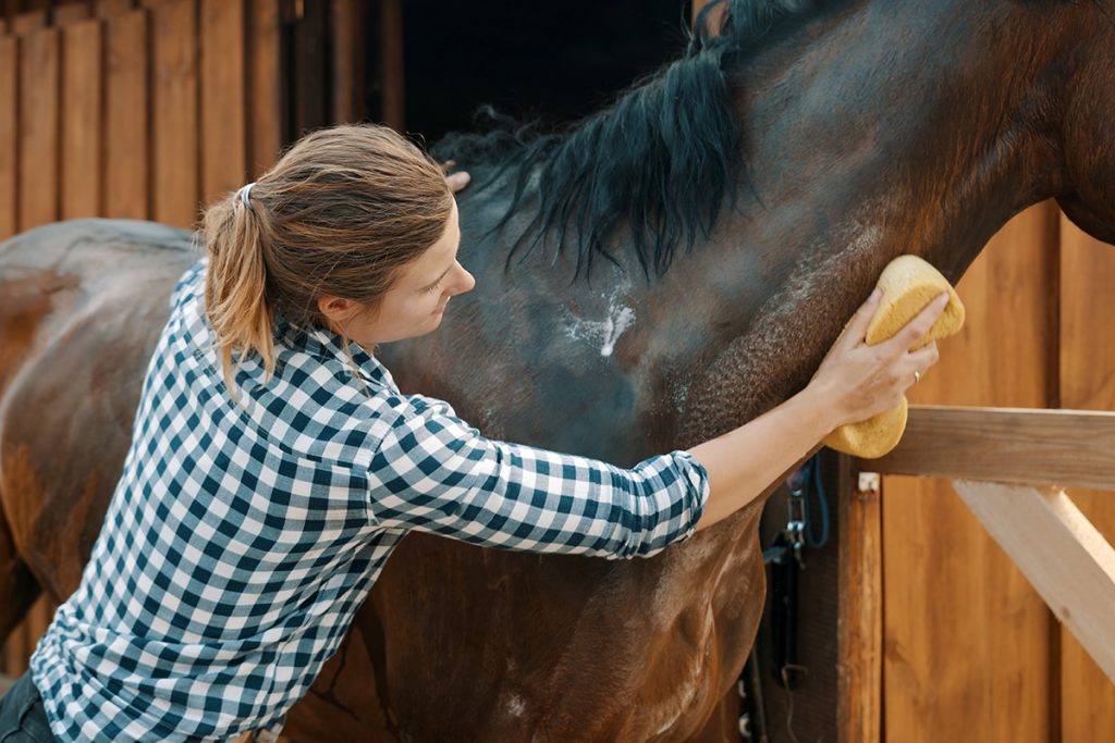 Horse Grooming for Itch Relief and Comfort