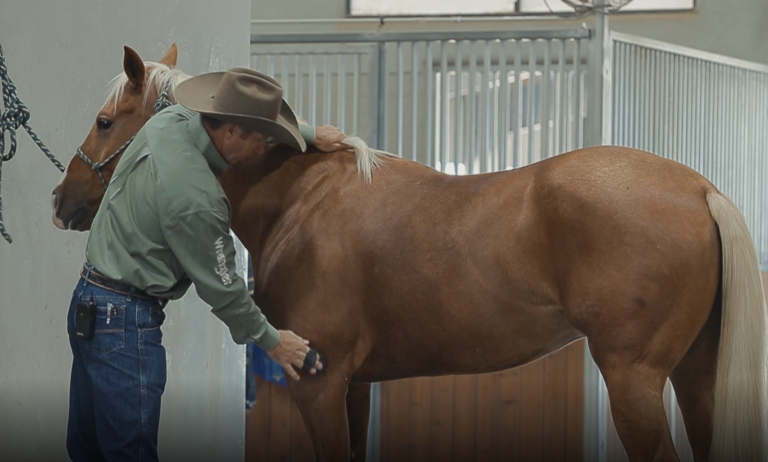 horse grooming tail care Horse Grooming Tail Care Guide for Tangle-Free Tail