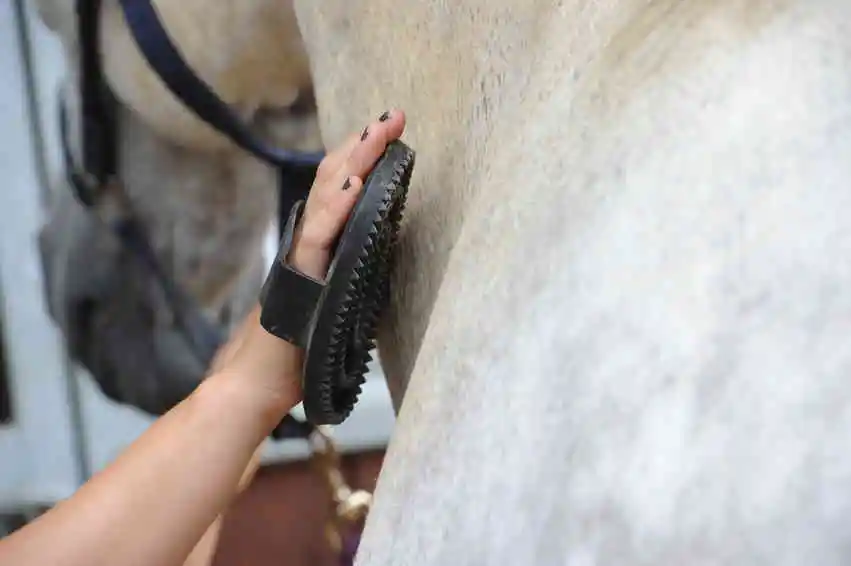 horse grooming tail trimming guide Horse Grooming Tail Trimming Guide for Neat Finish