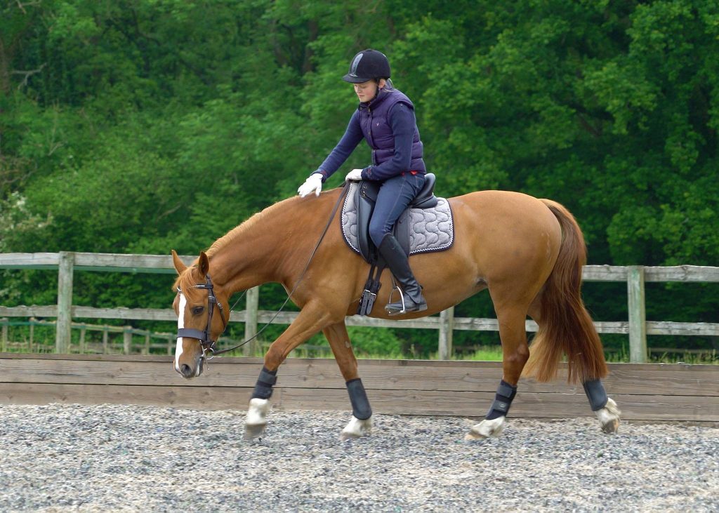 Best Age to Start Dressage Training
