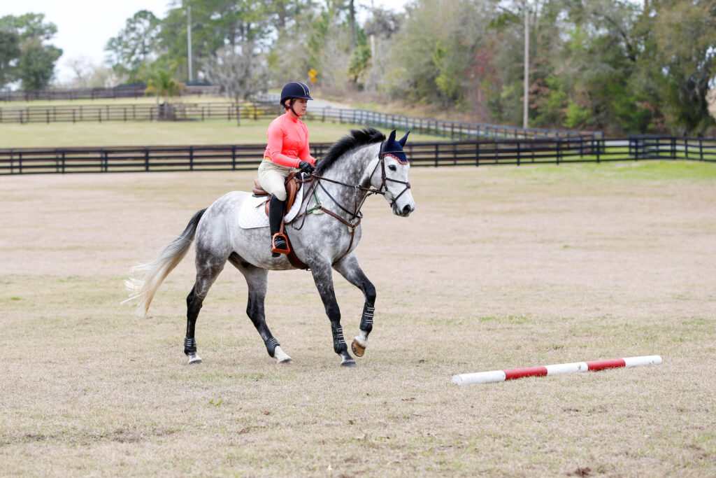 cross-training for dressage horses Cross-Training for Dressage Horses