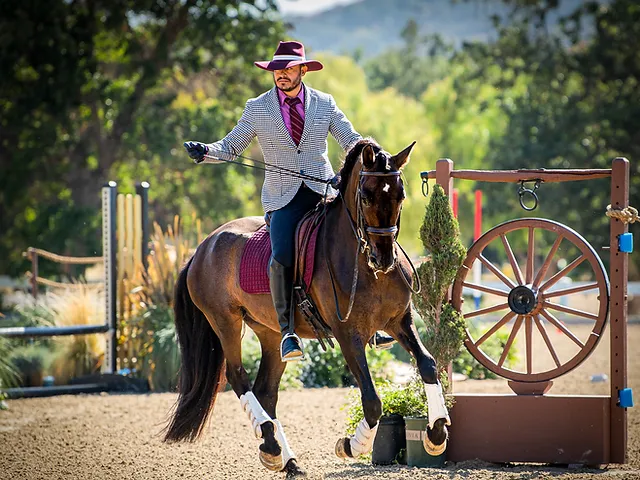 dressage lessons vs self-training Dressage Lessons vs Self-Training