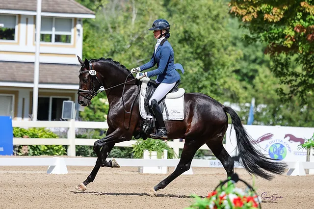 Dressage Tack Basics for Beginners