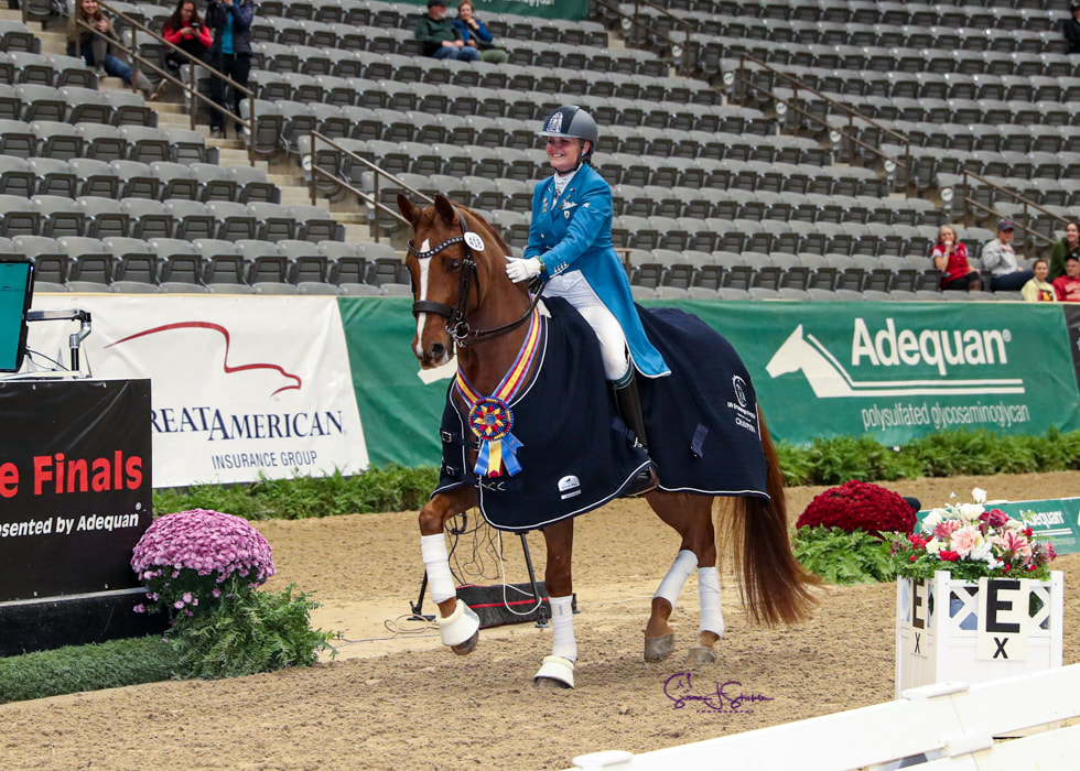 dressage tack basics Dressage Tack Basics for Beginners