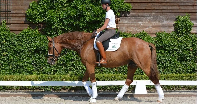 dressage training for non-competitive riders Dressage Training for Non-Competitive Riders