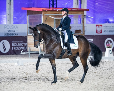 dressage training without an arena Dressage Training Without an Arena