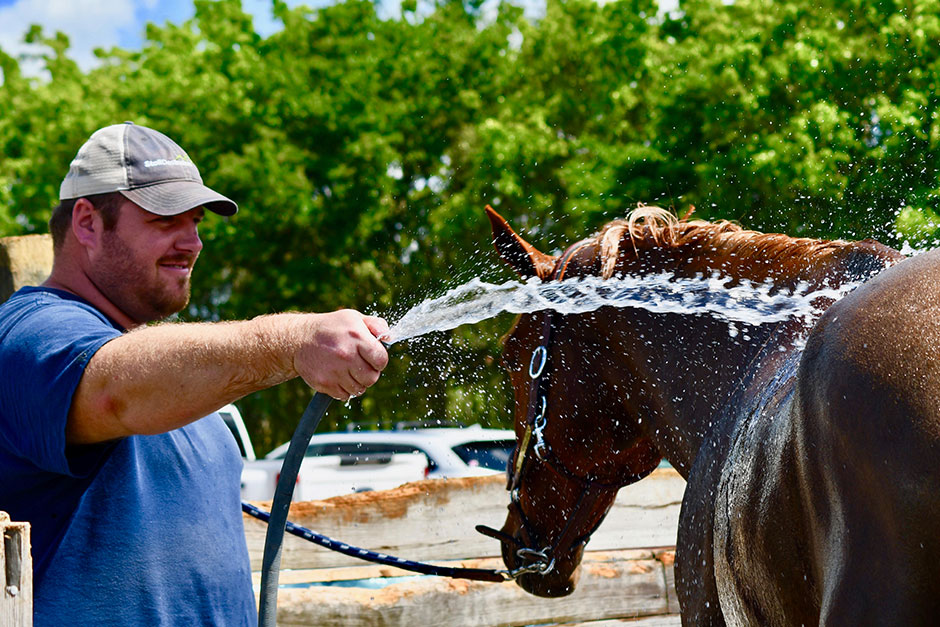 horse grooming for show horses Horse Grooming for Show Horses: Pro Techniques