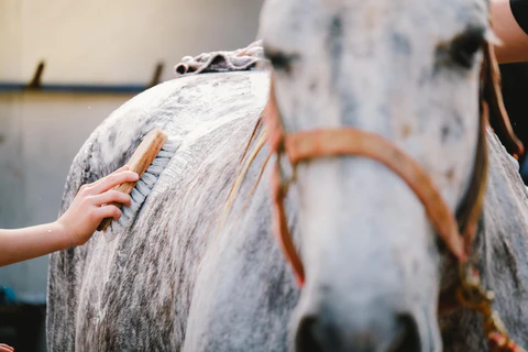 horse grooming nervous horses Horse Grooming Nervous Horses: Calm & Safe Methods