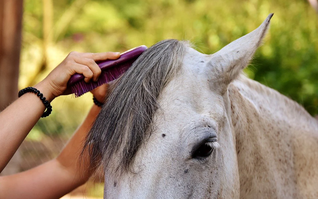 horse grooming shedding blade guide Horse Grooming Shedding Blade Guide for Molting