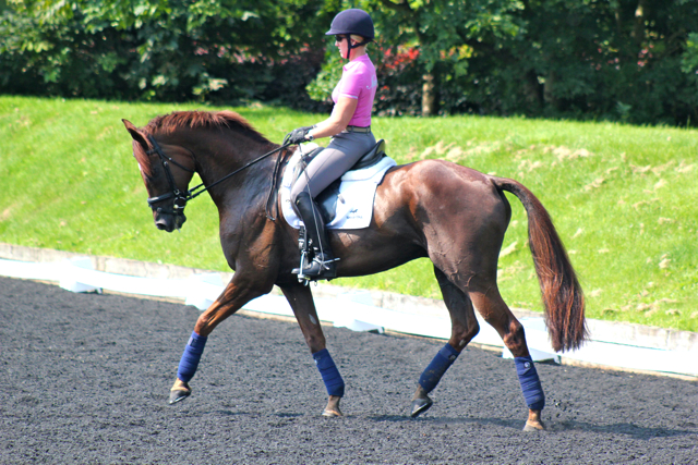 Improving Forward Movement in Dressage