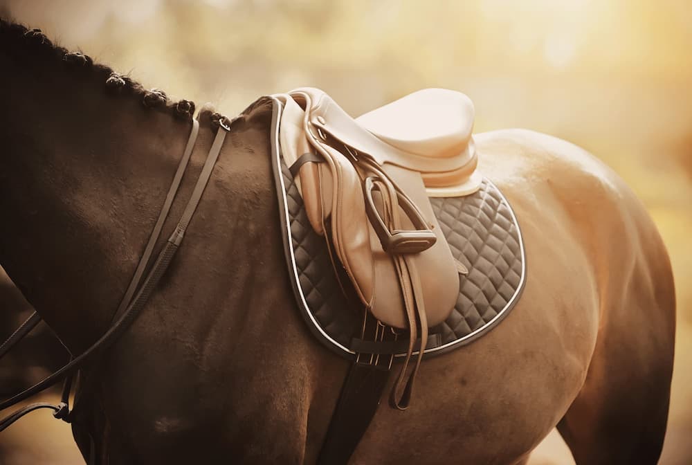 Best Horse Saddle Pads for Comfort, Support & Performance