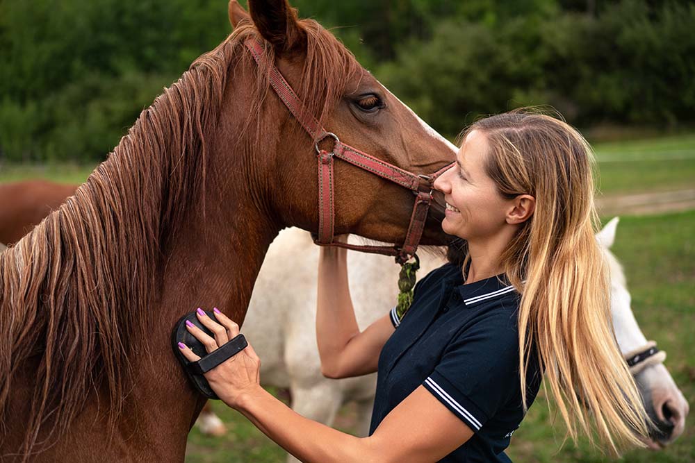 Best Horse Treats for Training: Top Rewards for Smarter, Happier Horses