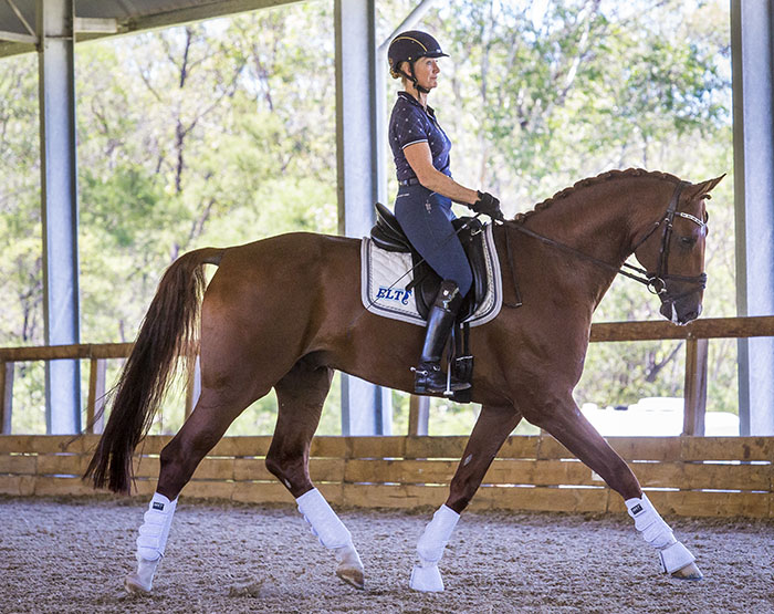 Can Any Horse Do Dressage?