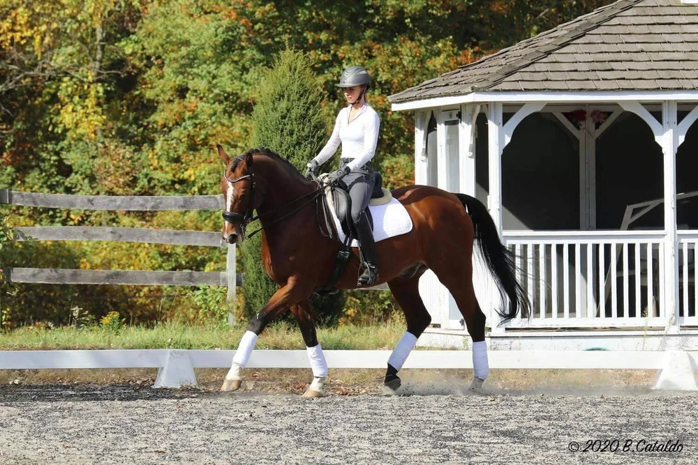 collection vs extension in dressage Collection vs Extension in Dressage