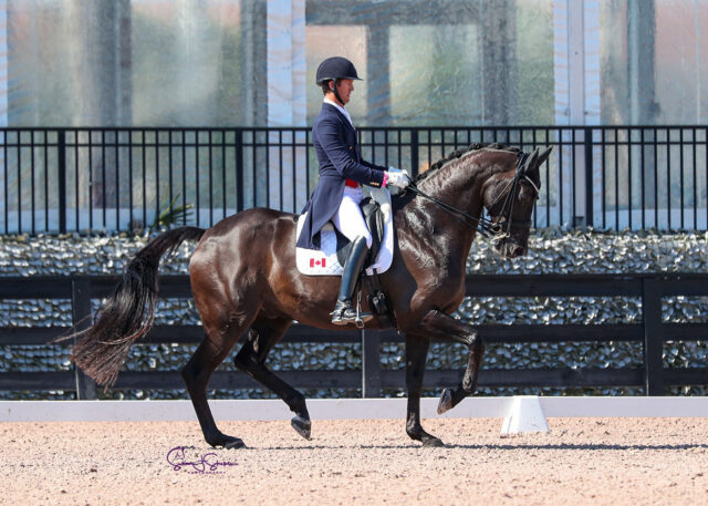 correct contact in dressage Correct Contact in Dressage Riding