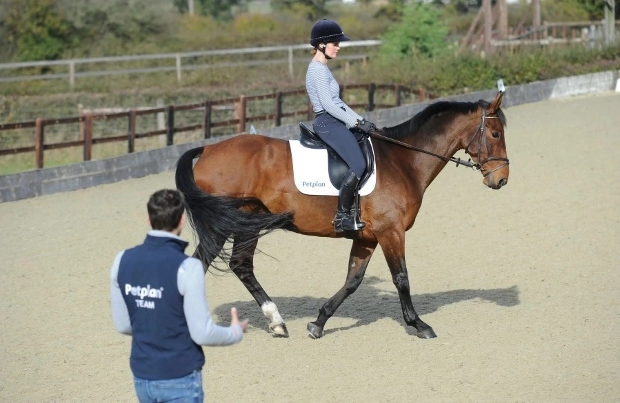dressage training vs dressage showing Dressage Training vs Dressage Showing