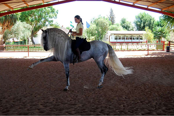 dressage training vs dressage showing Dressage Training vs Dressage Showing