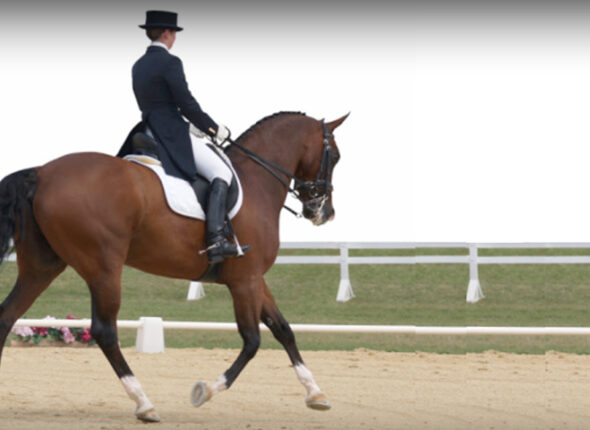 fixing hollow back in dressage Fixing a Hollow Back in Dressage