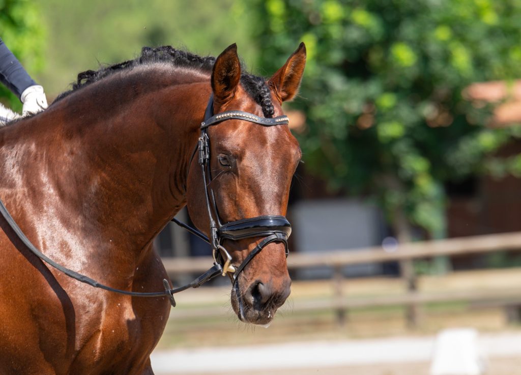 frame and outline in dressage Frame and Outline in Dressage Explained