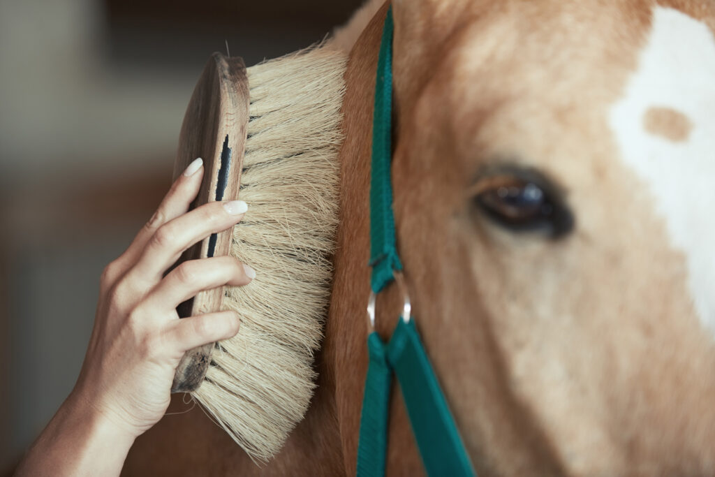 Horse Grooming Clipping Guide for Safe Results