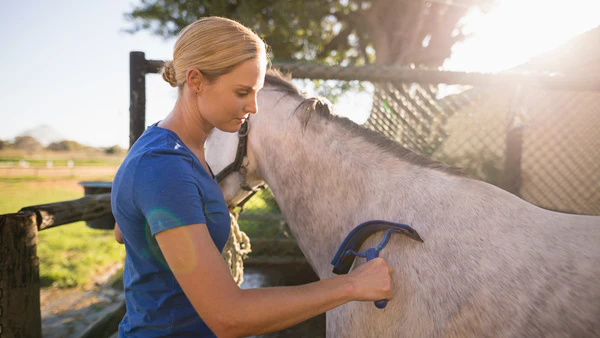 horse grooming curry comb guide Horse Grooming Curry Comb Guide for Deep Cleaning