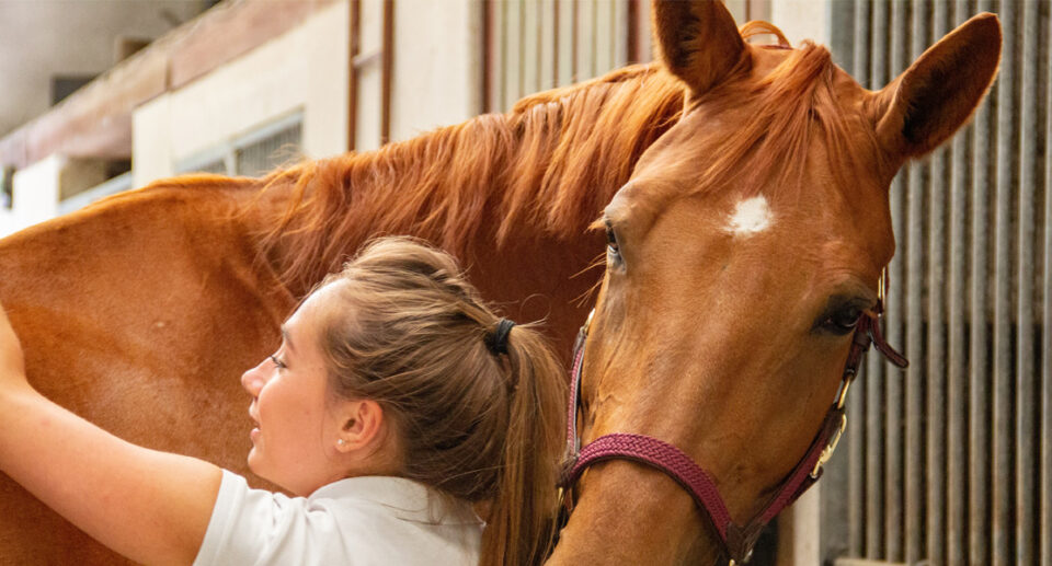 Horse Grooming Ear Cleaning Guide for Owners