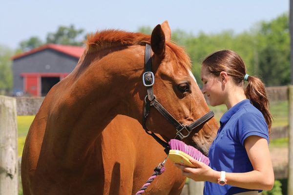 Horse Grooming Ear Cleaning Guide for Owners – Of Horse