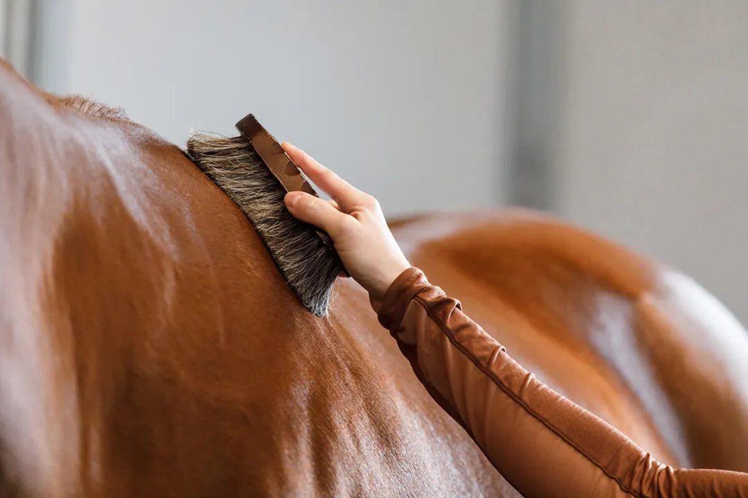 Horse Grooming for Adults: Best Practices Explained