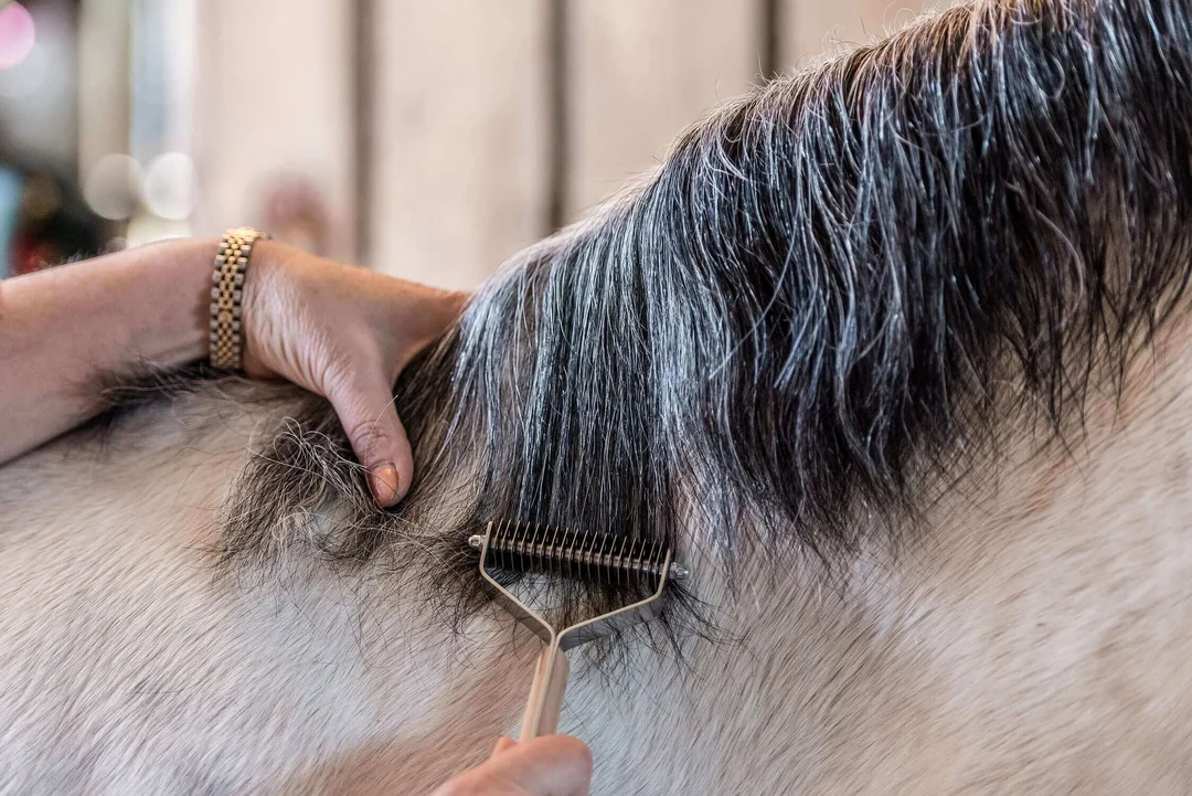 Horse Grooming for Competitions: Pro Checklist
