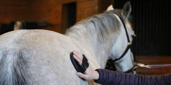 horse grooming for ponies Horse Grooming for Ponies: Special Care Guide
