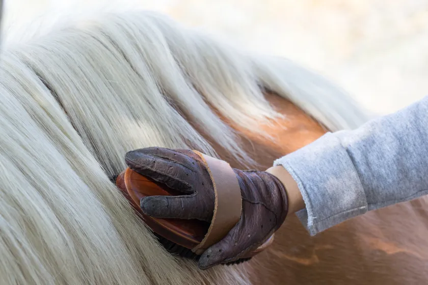 Horse Grooming for Sweat Removal After Riding