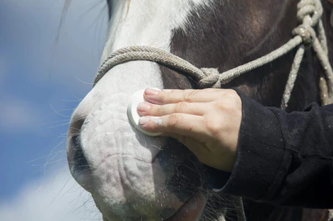 horse grooming in fall Horse Grooming in Fall: Autumn Coat Management