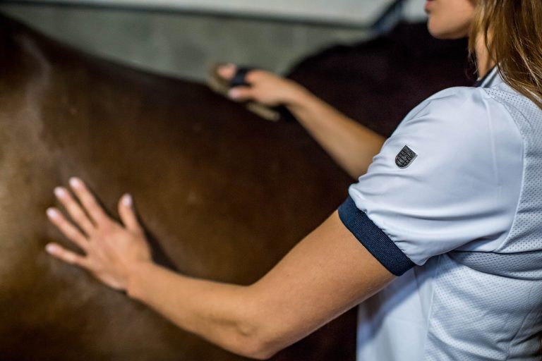 horse grooming in fall Horse Grooming in Fall: Autumn Coat Management