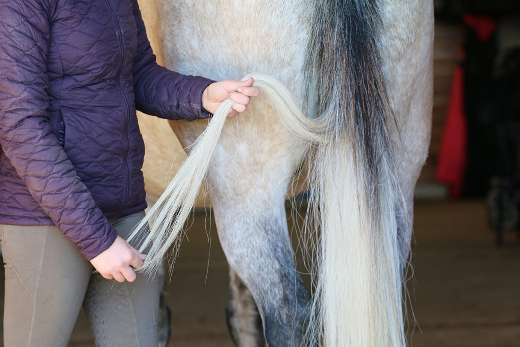 horse grooming injury inspection Horse Grooming Injury Inspection Guide