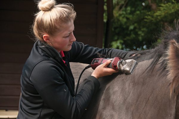 horse grooming injury inspection Horse Grooming Injury Inspection Guide