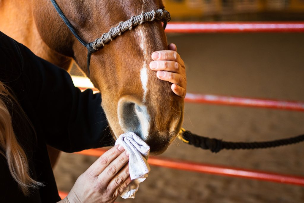 horse grooming nose cleaning Horse Grooming Nose Cleaning Guide for Hygiene